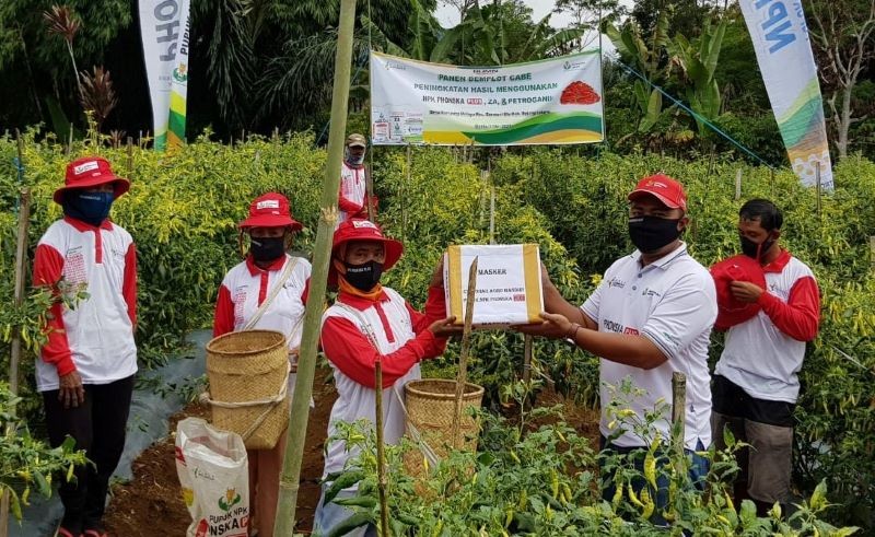 Jaga Stok Pangan Nasional Petrokimia Gresik Perkuat Produktivitas Cabai Rawit