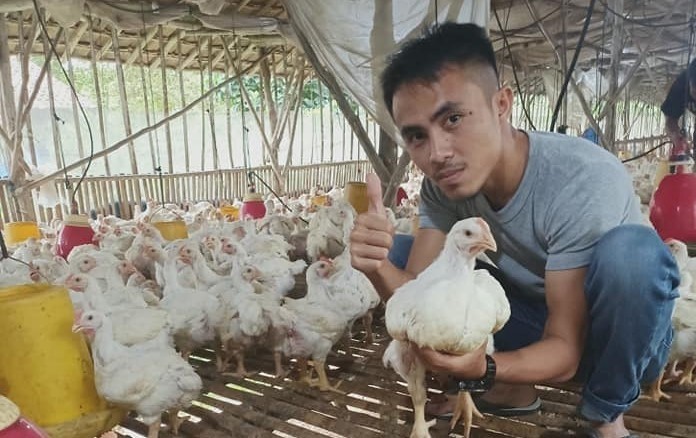 kemitraan ternak ayam di lampung