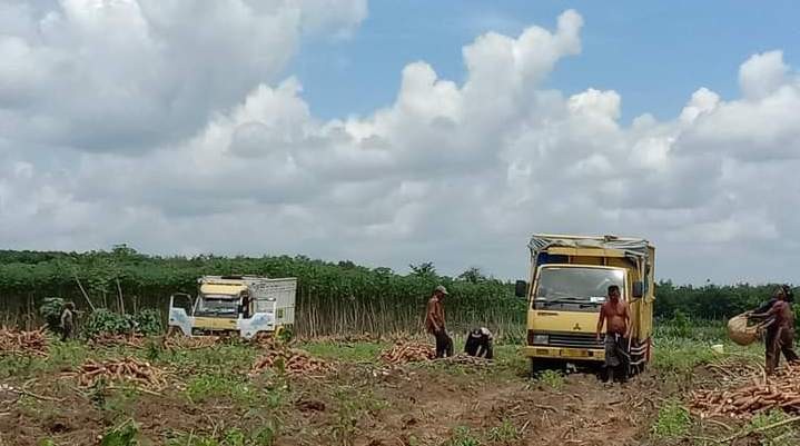 Kebun Singkong