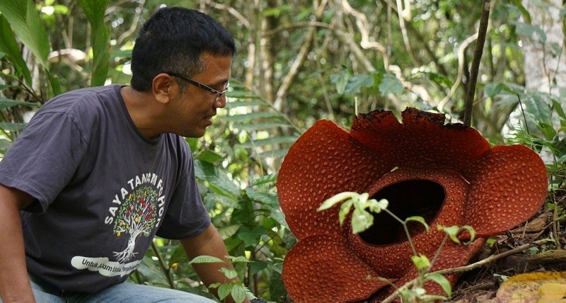 Bunga Langka Rafflesia Bermekaran Di Register 31 Tanggamus Yuk Simak Keindahannya